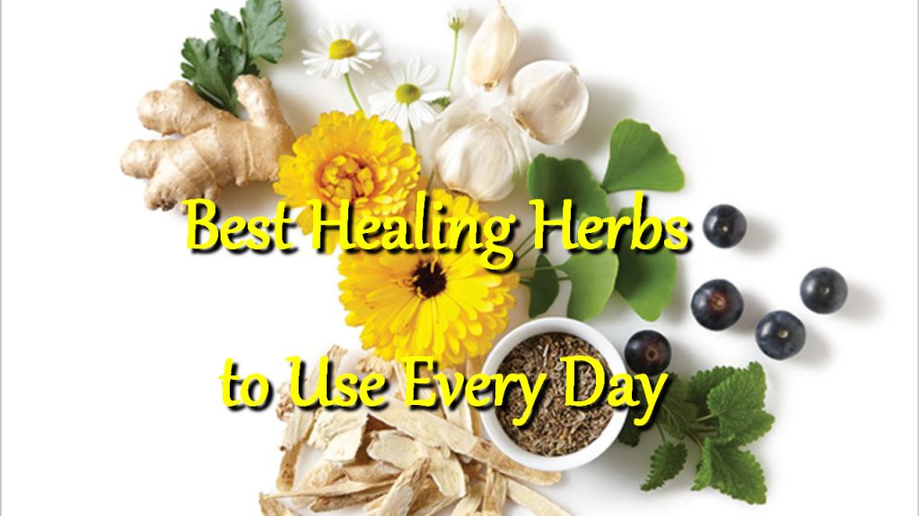 Best Healing Herbs to Use Every Day